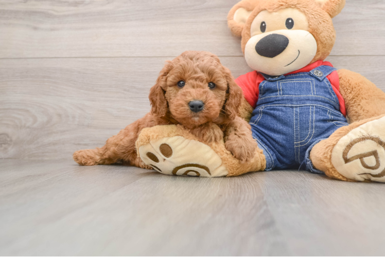 Mini Goldendoodle Puppy for Adoption