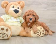 5 week old Mini Goldendoodle Puppy For Sale - Simply Southern Pups