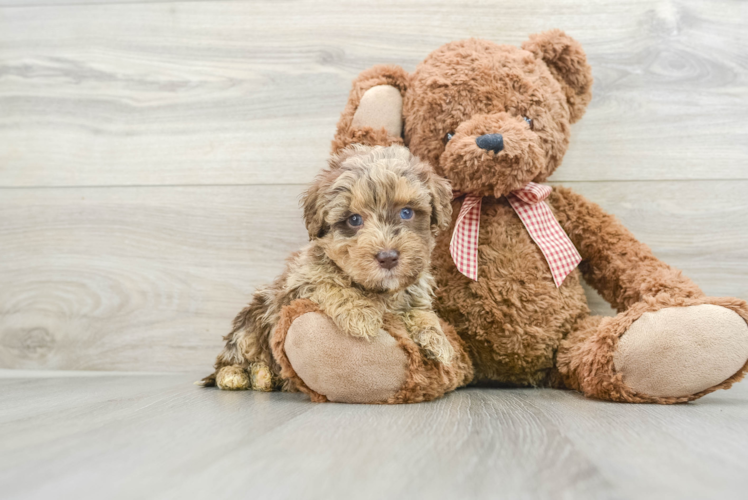 Little Mini Goldenpoo Poodle Mix Puppy