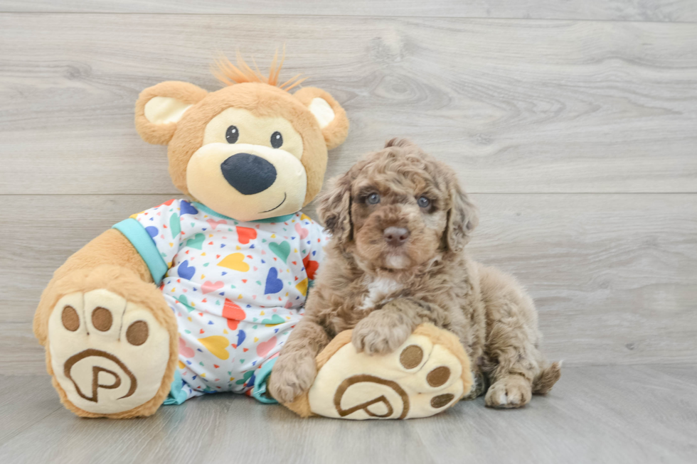 Best Mini Goldendoodle Baby