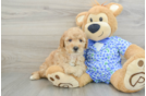 Best Mini Goldendoodle Baby