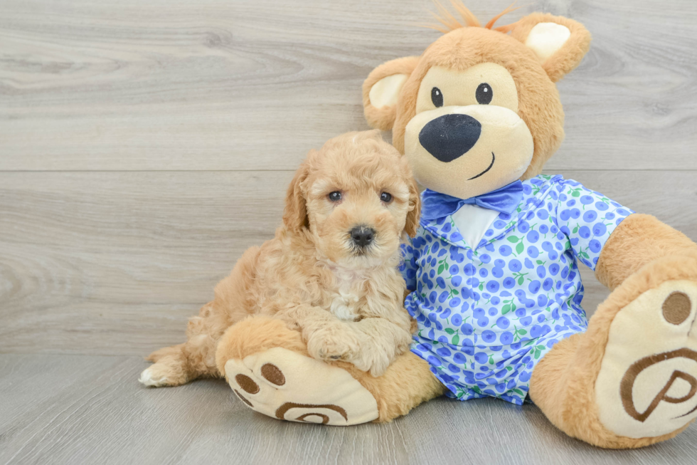 Best Mini Goldendoodle Baby