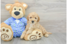 Mini Goldendoodle Puppy for Adoption