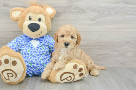 Mini Goldendoodle Puppy for Adoption