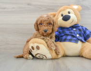 8 week old Mini Goldendoodle Puppy For Sale - Simply Southern Pups