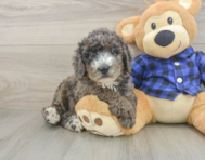 8 week old Mini Goldendoodle Puppy For Sale - Simply Southern Pups
