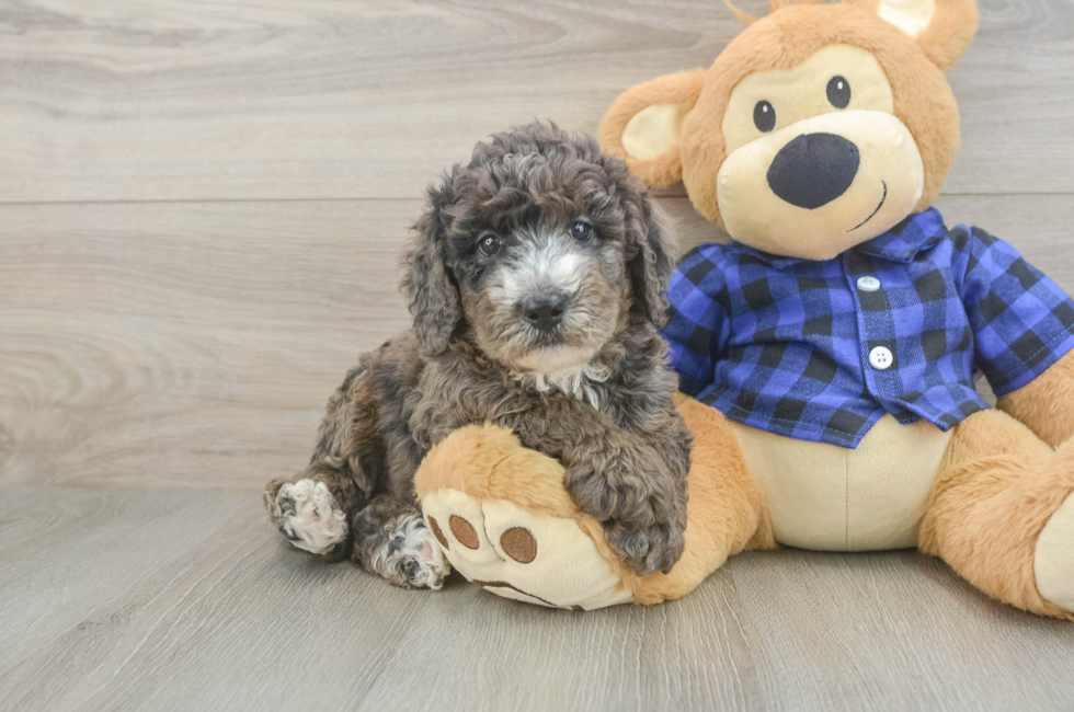5 week old Mini Goldendoodle Puppy For Sale - Simply Southern Pups