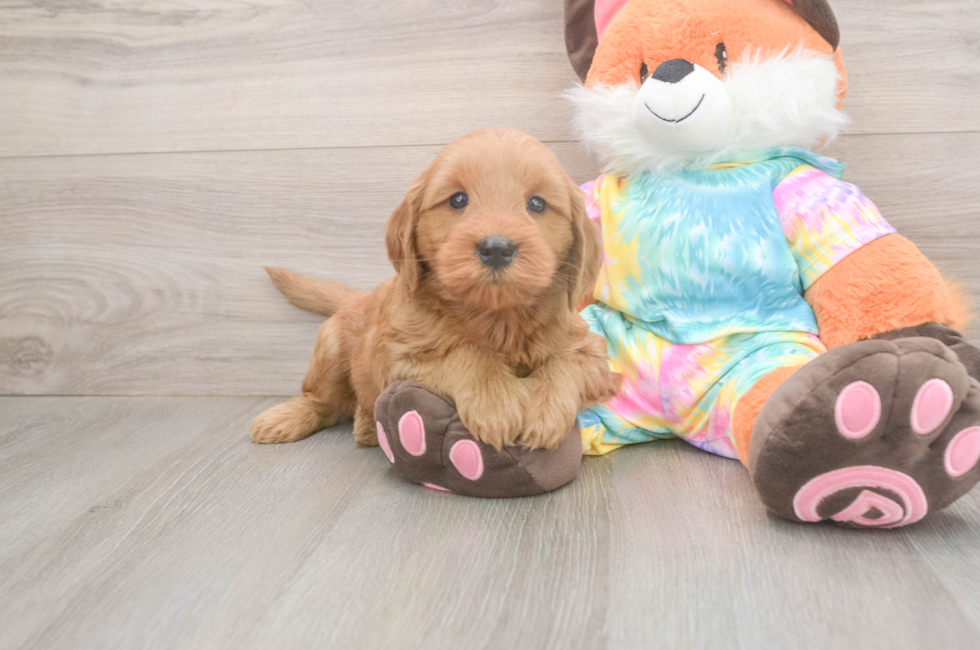 5 week old Mini Goldendoodle Puppy For Sale - Simply Southern Pups