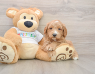 6 week old Mini Goldendoodle Puppy For Sale - Simply Southern Pups