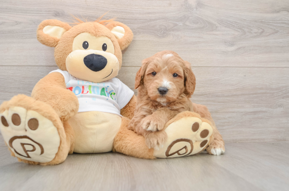 5 week old Mini Goldendoodle Puppy For Sale - Simply Southern Pups