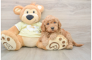 Best Mini Goldendoodle Baby