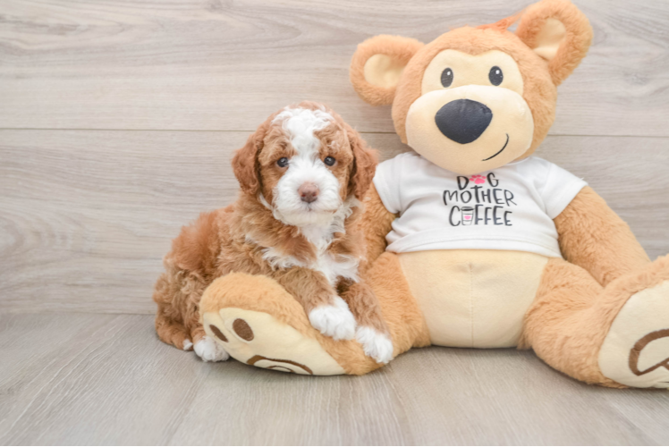 Best Mini Goldendoodle Baby