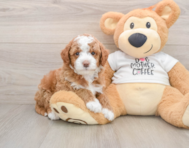 7 week old Mini Goldendoodle Puppy For Sale - Simply Southern Pups