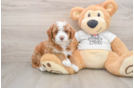 Best Mini Goldendoodle Baby