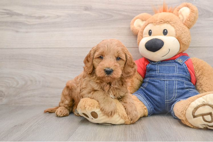 Best Mini Goldendoodle Baby
