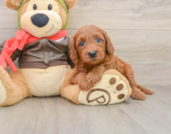 6 week old Mini Goldendoodle Puppy For Sale - Simply Southern Pups
