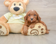 5 week old Mini Goldendoodle Puppy For Sale - Simply Southern Pups