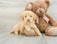 7 week old Mini Goldendoodle Puppy For Sale - Simply Southern Pups