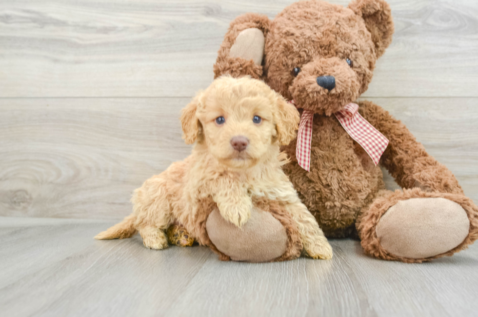 5 week old Mini Goldendoodle Puppy For Sale - Simply Southern Pups