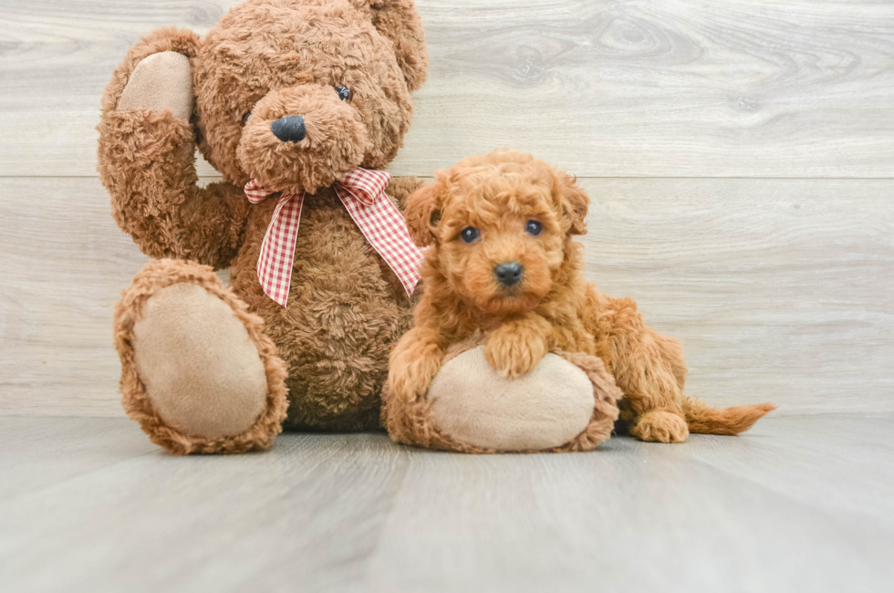 5 week old Mini Goldendoodle Puppy For Sale - Simply Southern Pups