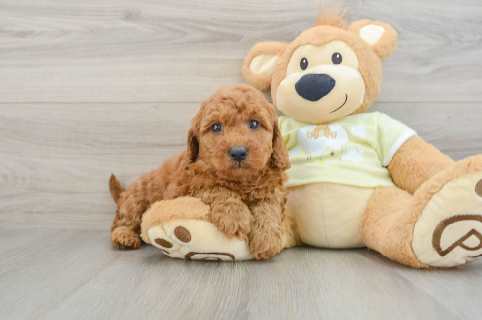 7 week old Mini Goldendoodle Puppy For Sale - Simply Southern Pups
