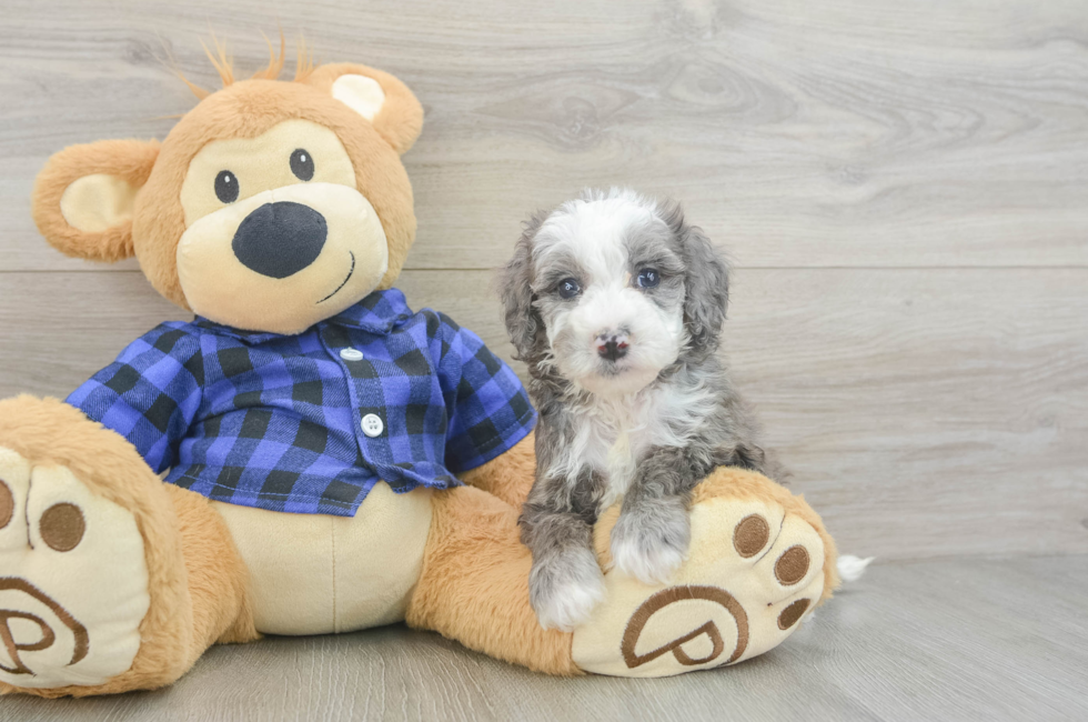 5 week old Mini Goldendoodle Puppy For Sale - Simply Southern Pups