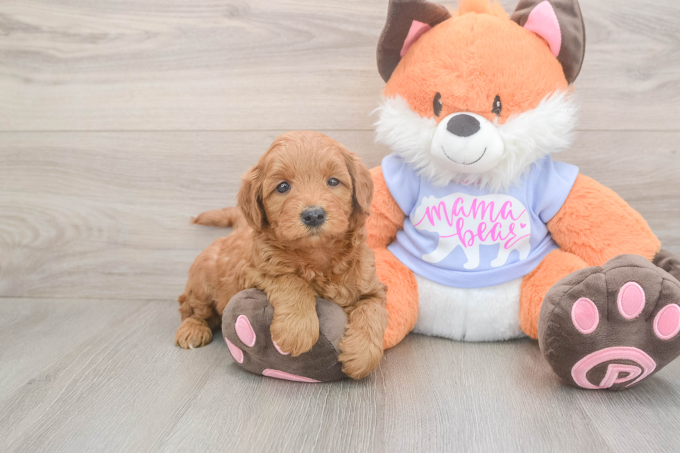 Meet Anabelle - our Mini Goldendoodle Puppy Photo  2/3 - Simply Southern Pups Hypoallergenic Mini Goldiepoo Poodle Mix Puppy