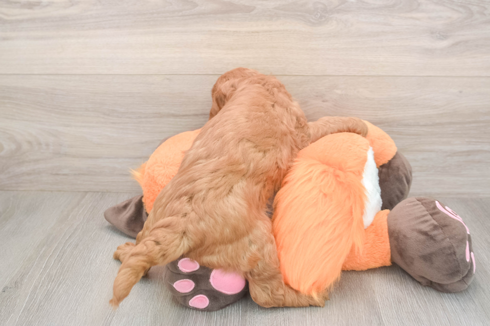 Meet Anabelle - our Mini Goldendoodle Puppy Photo  3/3 - Simply Southern Pups Mini Goldendoodle Pup Being Cute