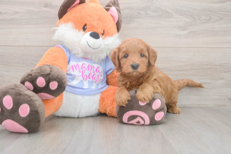 Meet Anabelle - our Mini Goldendoodle Puppy Photo  1/3 - Simply Southern Pups Sweet Mini Goldendoodle Baby