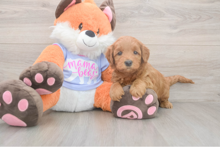 Meet Anabelle - our Mini Goldendoodle Puppy Photo  1/3 - Simply Southern Pups Sweet Mini Goldendoodle Baby
