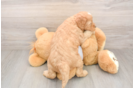 Mini Goldendoodle Puppy for Adoption