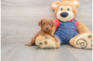 Mini Goldendoodle Puppy for Adoption
