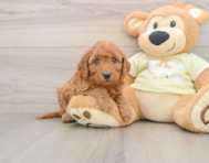 6 week old Mini Goldendoodle Puppy For Sale - Simply Southern Pups