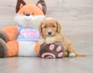 6 week old Mini Goldendoodle Puppy For Sale - Simply Southern Pups