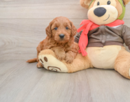 7 week old Mini Goldendoodle Puppy For Sale - Simply Southern Pups