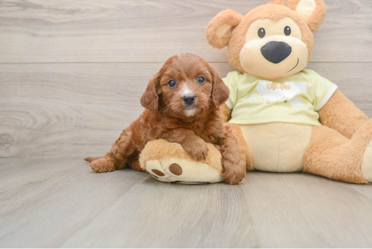 Happy Mini Goldendoodle Baby