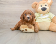 5 week old Mini Goldendoodle Puppy For Sale - Simply Southern Pups