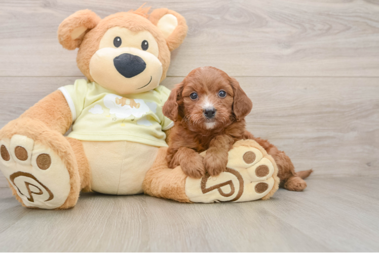 Mini Goldendoodle Puppy for Adoption