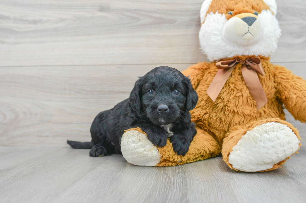 5 week old Mini Goldendoodle Puppy For Sale - Simply Southern Pups