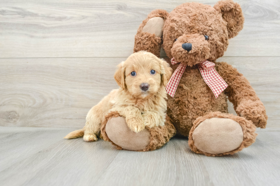 6 week old Mini Goldendoodle Puppy For Sale - Simply Southern Pups