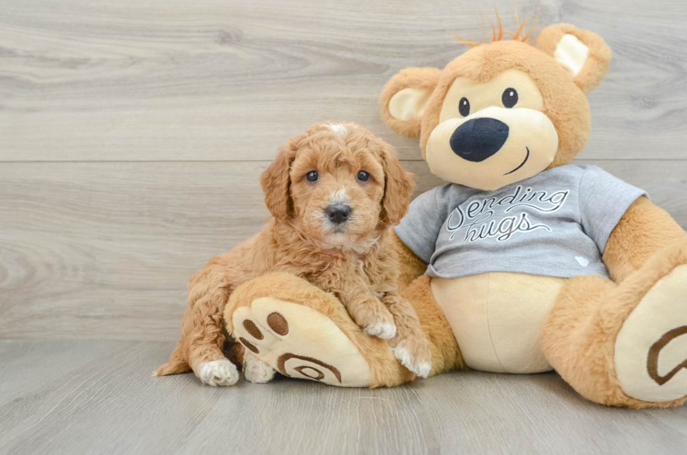 6 week old Mini Goldendoodle Puppy For Sale - Simply Southern Pups