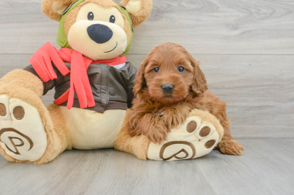 5 week old Mini Goldendoodle Puppy For Sale - Simply Southern Pups