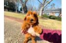 Best Mini Goldendoodle Baby