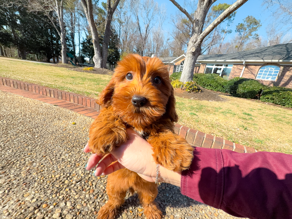 Best Mini Goldendoodle Baby