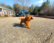 9 week old Mini Goldendoodle Puppy For Sale - Simply Southern Pups