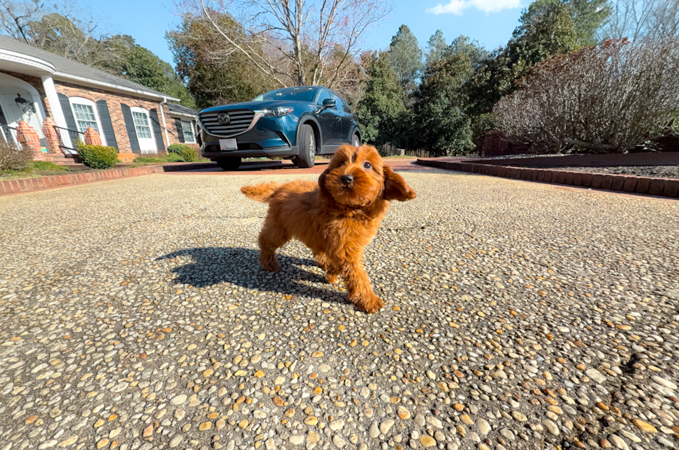 9 week old Mini Goldendoodle Puppy For Sale - Simply Southern Pups