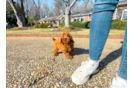 Cute Mini Goldendoodle Poodle Mix Pup