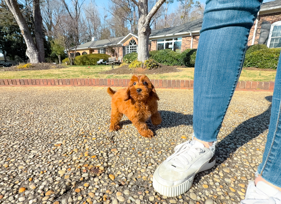 Cute Mini Goldendoodle Poodle Mix Pup