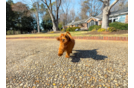 Cute Mini Goldendoodle Baby