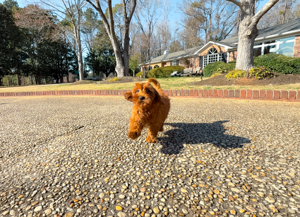 Cute Mini Goldendoodle Baby